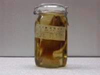 藏品(黑鯛)的圖片